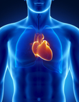 The chest as a resonating area