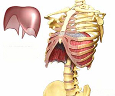 Le diaphragme