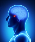 The head as a resonating area