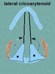 Le larynx et les cordes vocales et leur mouvement