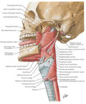 muscle constricteur du chanteur
