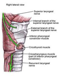 muscle constricteur du chanteur