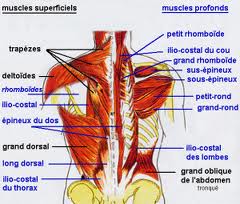 Les muscles du chanteur